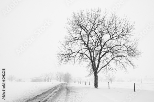 Fototapeta Large Tree and Country Road during Snow Storm