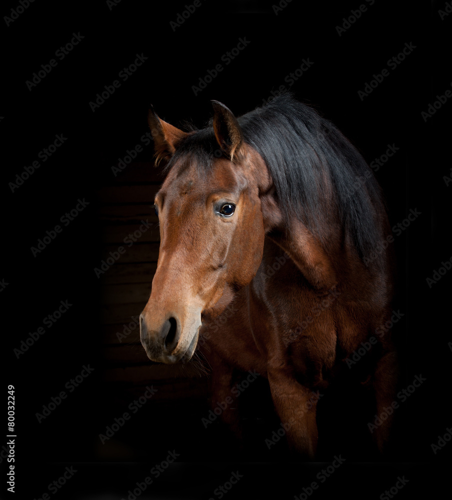 Horse on a black. Stusio shot