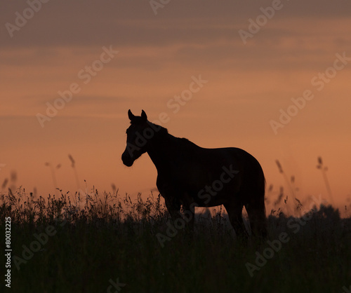Horse in sunrise © Mari_art