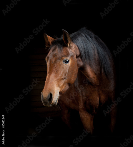 Fototapeta Naklejka Na Ścianę i Meble -  Horse on a black. Stusio shot