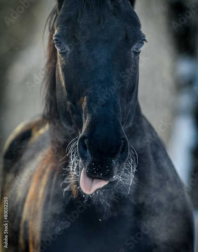 black horse close up