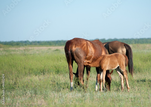 horses grazing © Mari_art