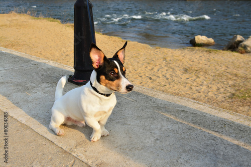 Fox terrier toy dog