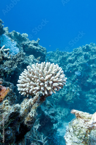 coral reef with hard coral in tropical sea-underwater