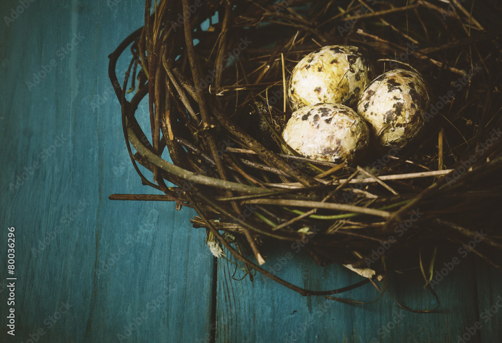 Obraz premium Eggs in Nest