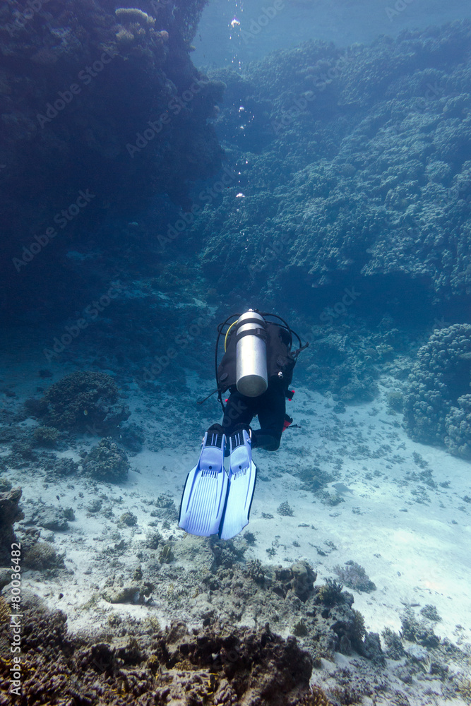 coral reef with diver in tropical sea - underwater