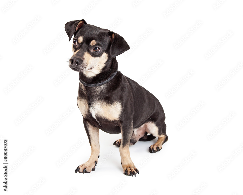 Chihuahua And Dachshund Mixed Breed Dog Sitting