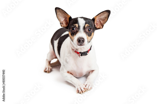 Curious Chihuahua Dog Laying With Outstretched Paws © adogslifephoto