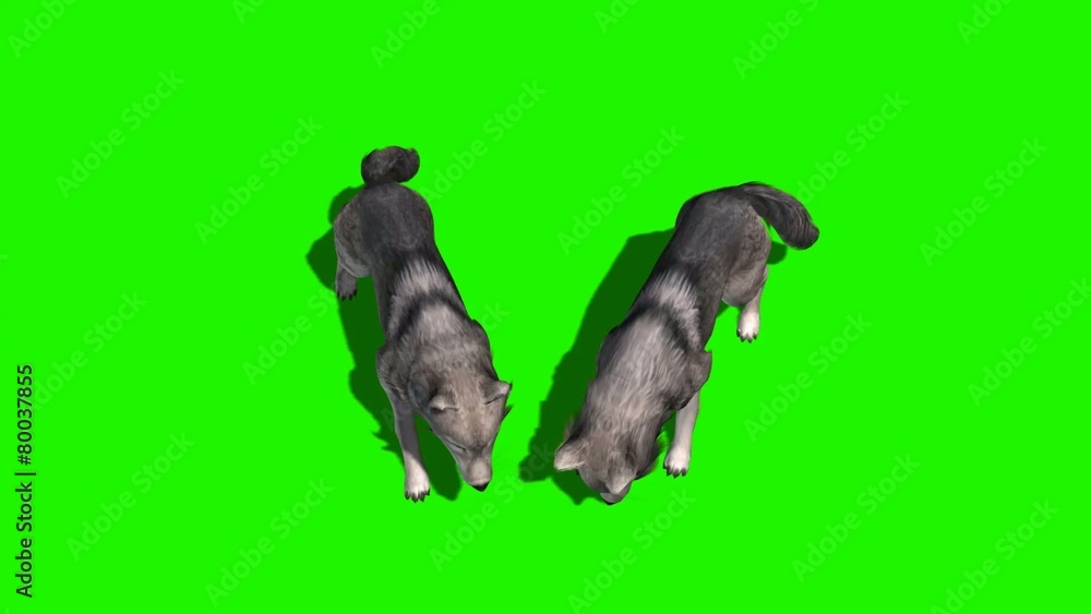 wolves eat - green screen wolves eat - green screen