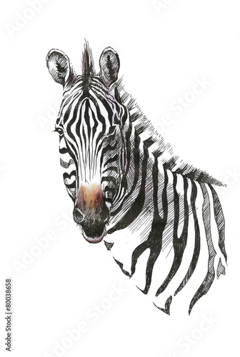 Watercolor zebra isolated on white background