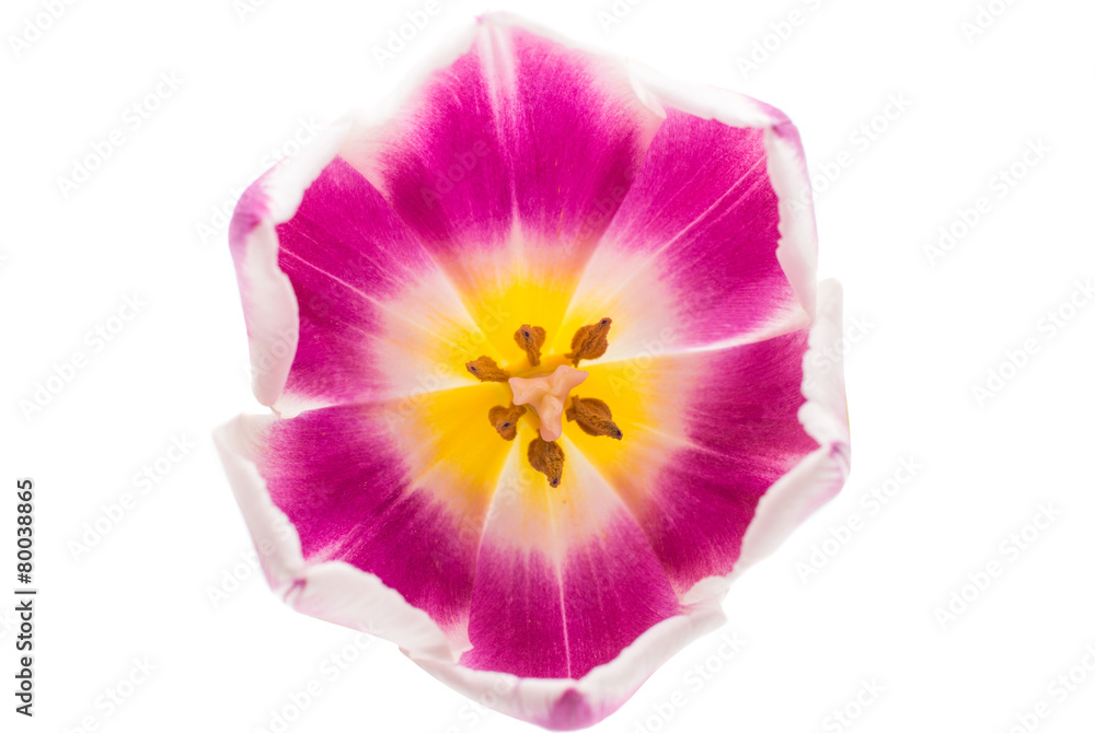 tulip tulip