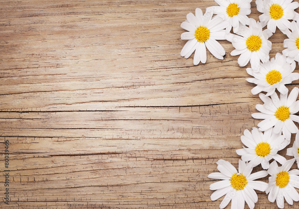 Obraz premium Chamomile flowers