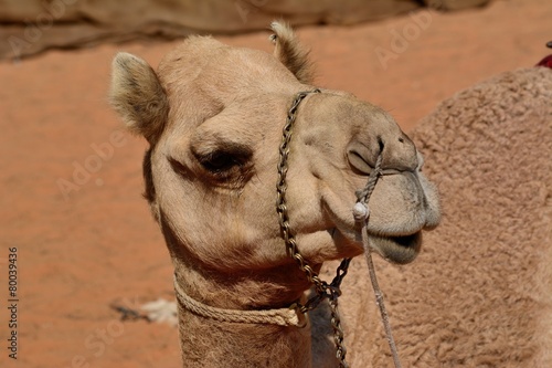 Camel head in front of sandy background