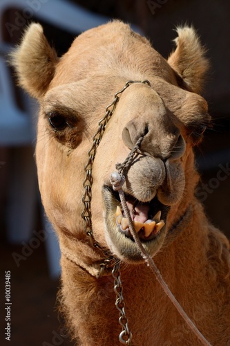 Funny face camel head in front of a dark background