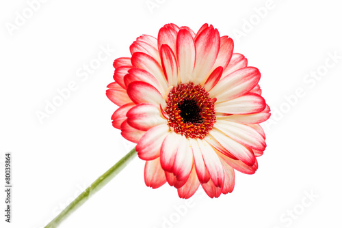 beautiful gerbera