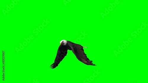 eagle flying - 2 diffrent views - green screen
