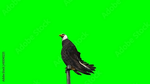 eagle fly landing - 3 different views - green screen