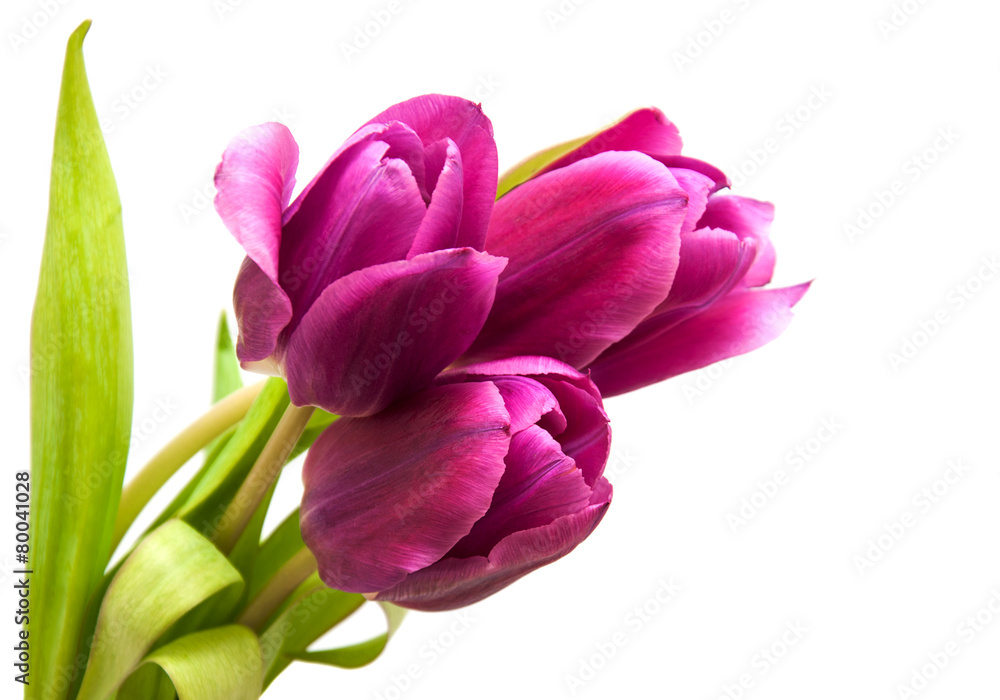 purple colored tulip flowers
