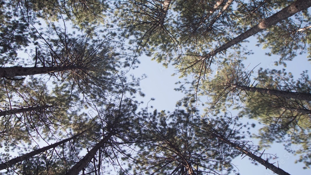 Tops of Trees; Trees weaving their tops at the wind Tops of Trees; Trees weaving their tops at the wind