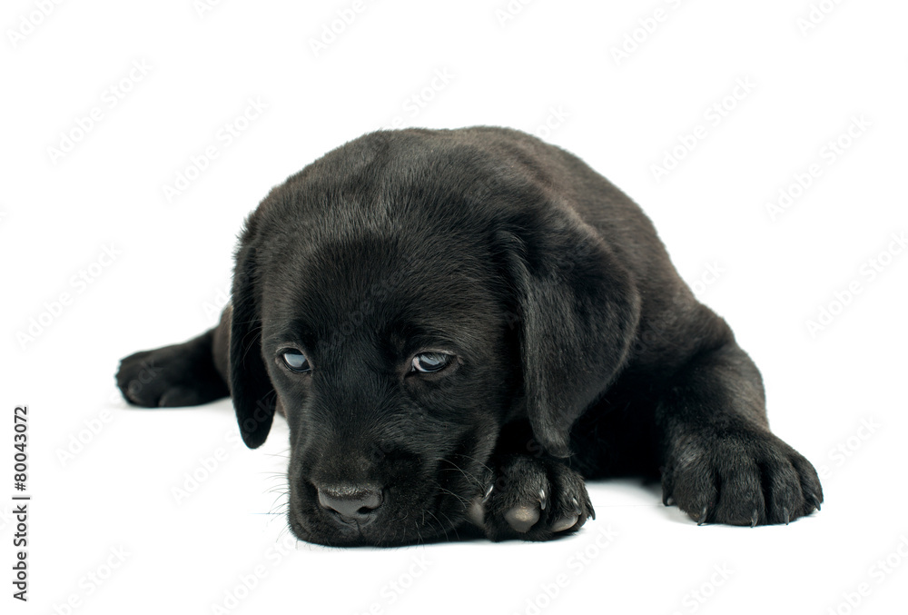 black labrador puppy black labrador puppy