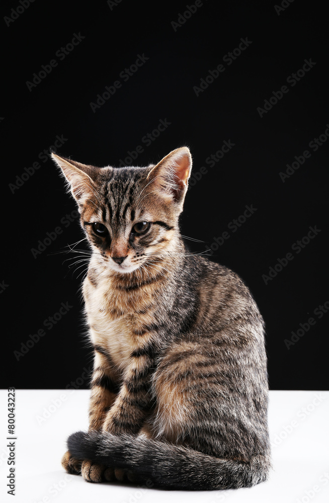 Portrait of stripped kitten on black background