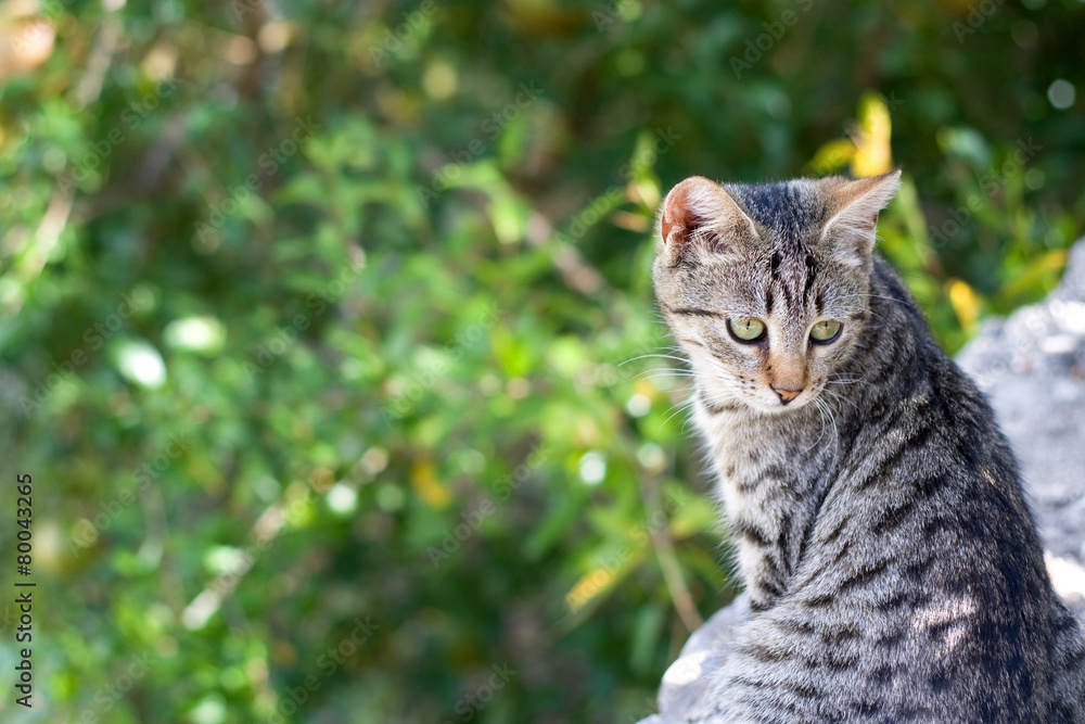 Tabby kitten in the garden. Selective focus and beautiful bokeh.