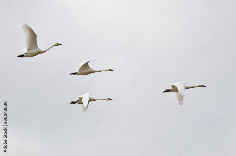 Fototapeta premium Four Tundra Swans Flying on a Light Background