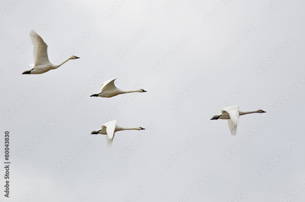 Four Tundra Swans Flying on a Light Background