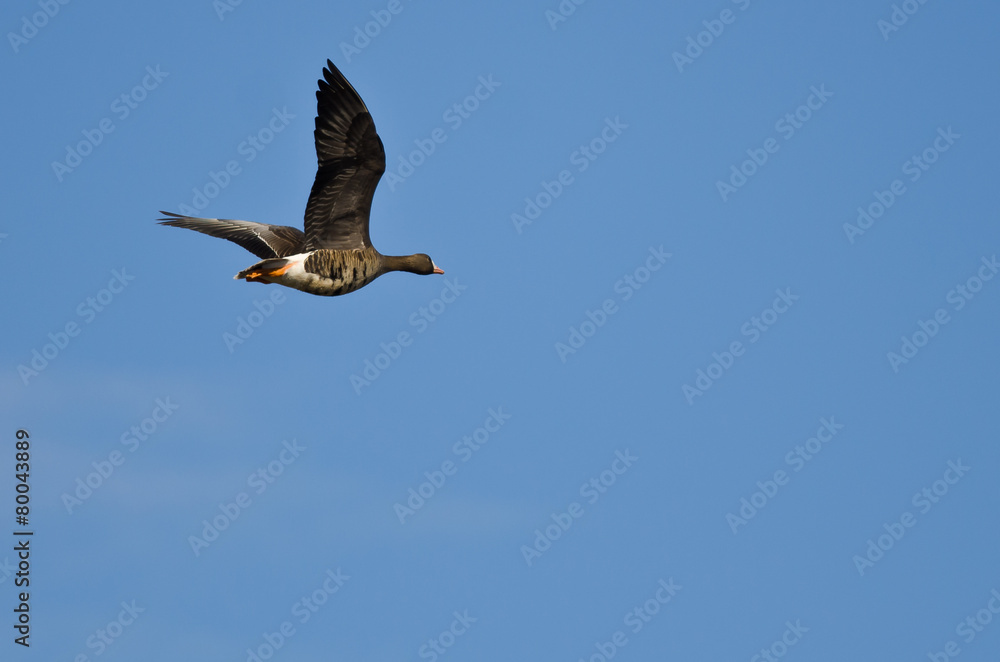 Fototapeta premium Greater White-Fronted Goose Flying in a Blue Sky