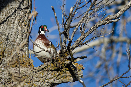 Male Wood Duck Perched in a Tree photo