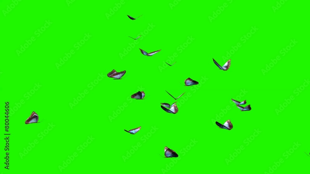 blue butterflies - large swarm on green screen blue butterflies - large swarm on green screen