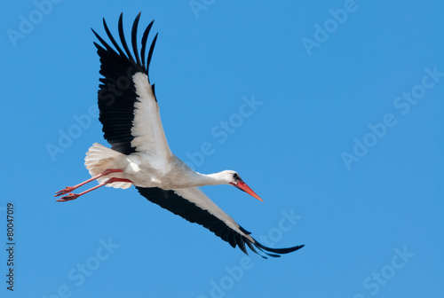 Flying white stork in blue sky