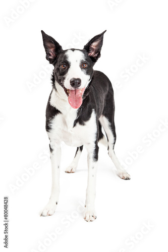 Happy Young Collie Mixed Breed Dog Standing