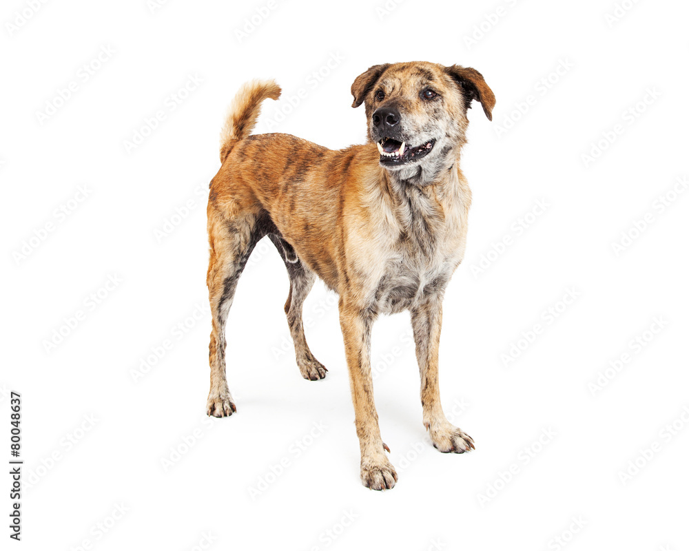 Labrador and Chow Dog Standing Happy Expression Labrador and Chow Dog Standing Happy Expression