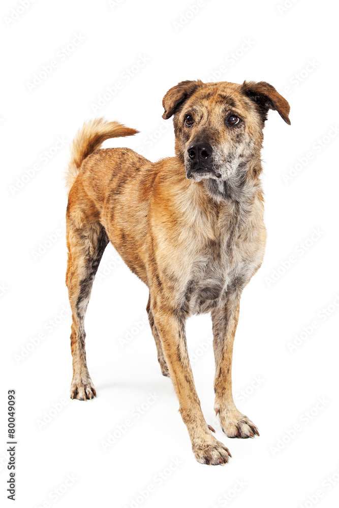 Pretty Large Crossbreed Dog Standing to Side Pretty Large Crossbreed Dog Standing to Side