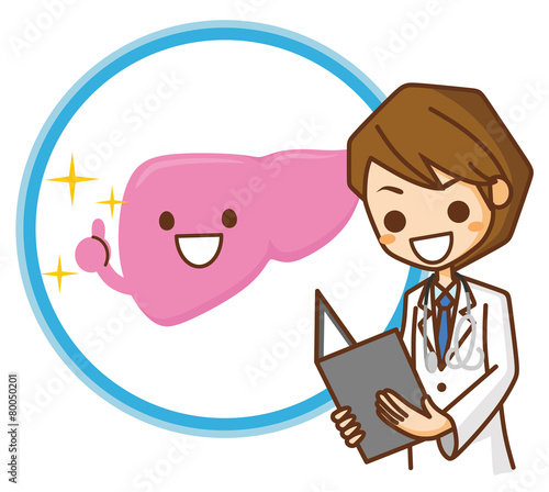 肝臓　イラスト