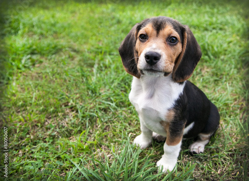 beagle puppy dog on grass sit stay