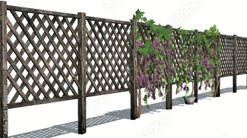 fence with vine tendrils 2 photo