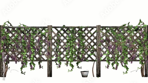 fence with vine tendrils - without shadow photo
