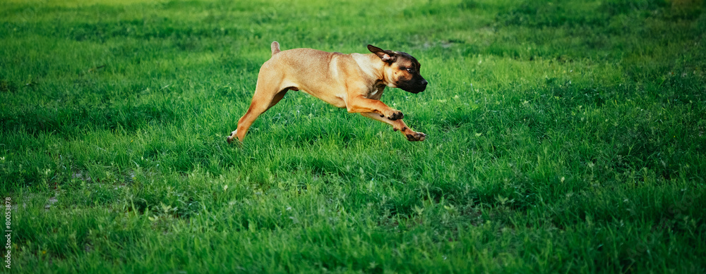 Cane Corso Whelp Puppy Running On Green Grass Cane Corso Whelp Puppy Running On Green Grass