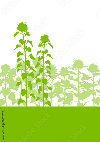 Sunflowers field vector background ecology green concept