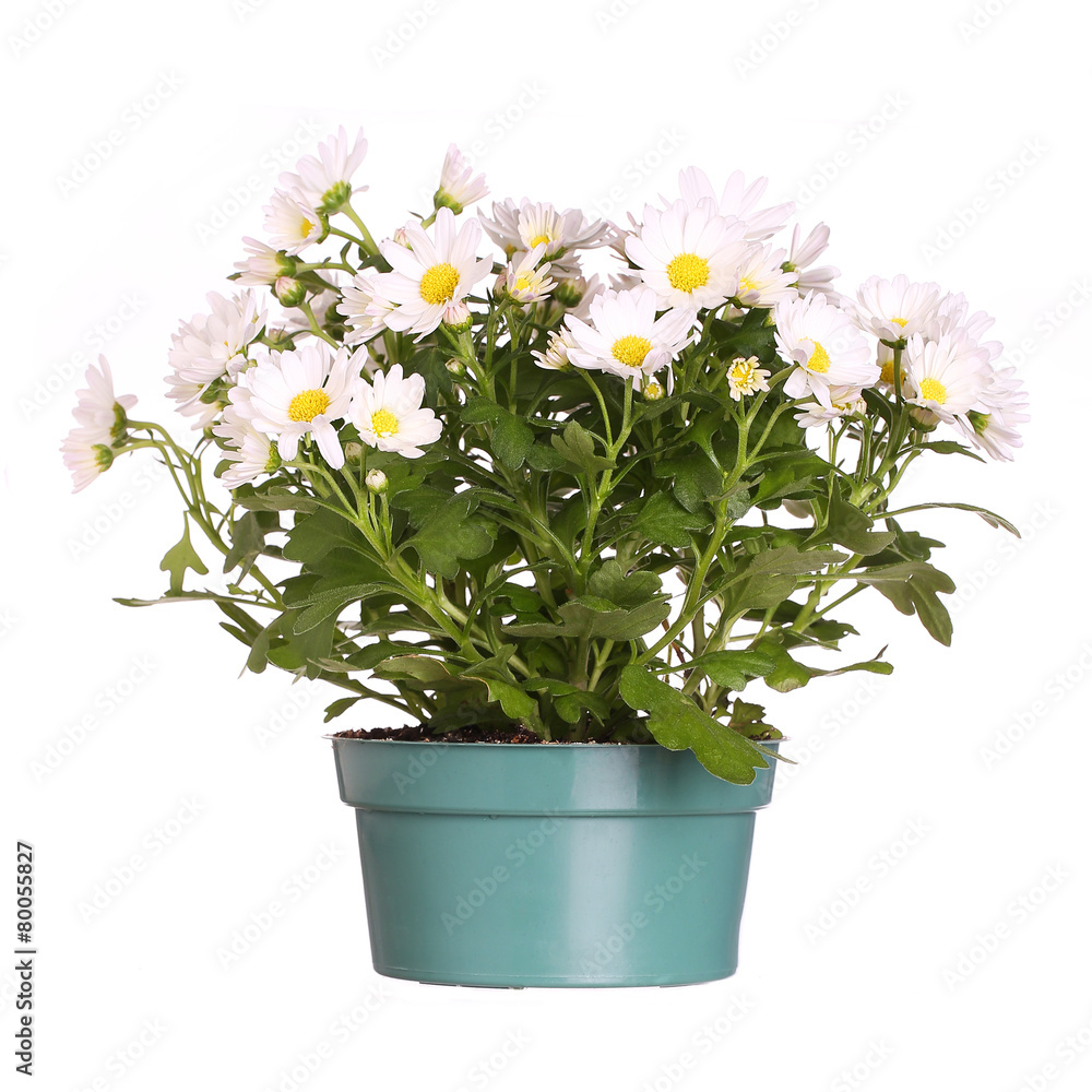 Chamomile in pot isolated in white