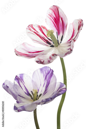 Fototapeta Naklejka Na Ścianę i Meble -  tulip