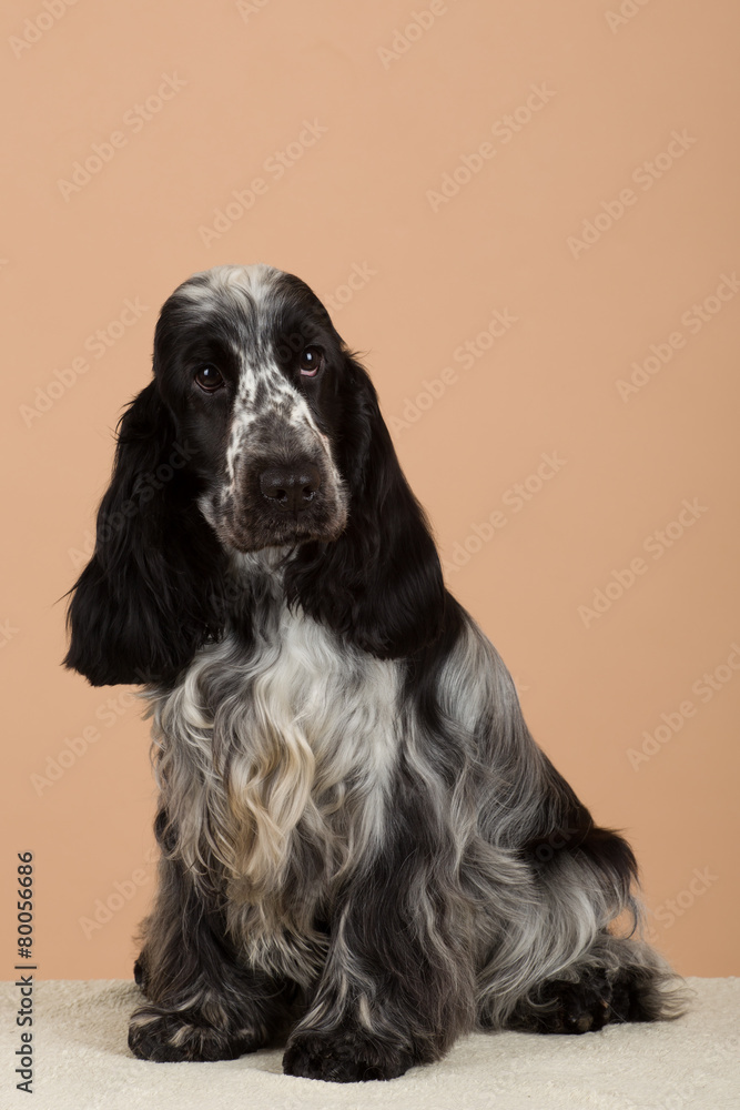 portrait of english cocker spaniel portrait of english cocker spaniel