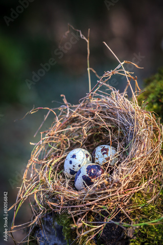 Little spotted eggs in straw nest