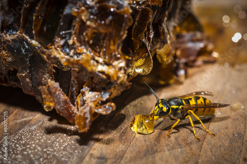 Wasp stealing honey