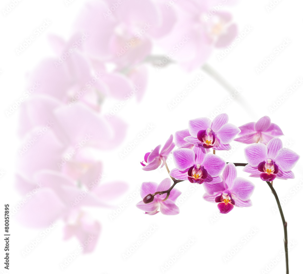Obraz Phalaenopsis orchid flowers