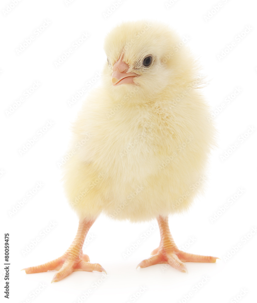 Small chicken Small chicken
