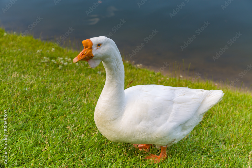 goose white