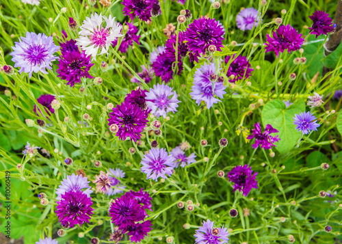 Pink and purple wild flowers on a green meadow